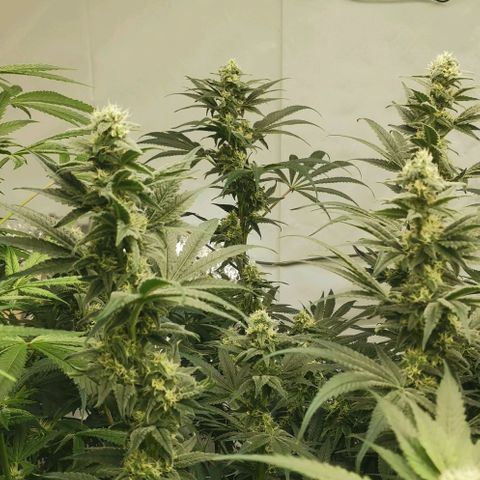 Green Poison growlog timeline photo