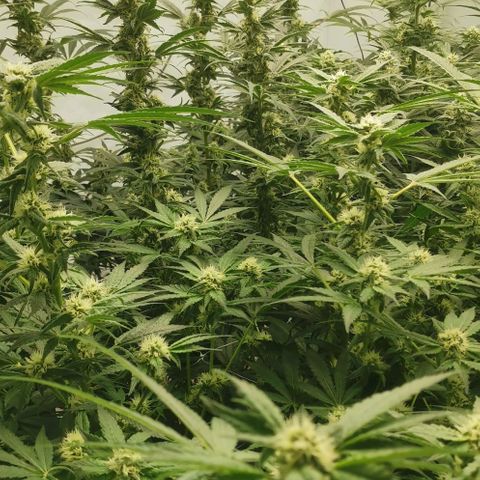 Green Poison growlog timeline photo