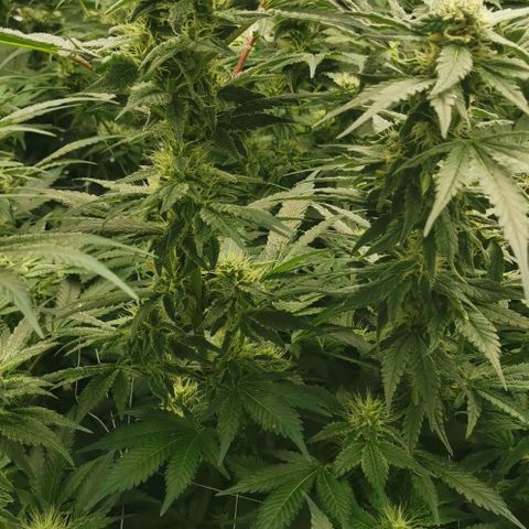 Green Poison growlog timeline photo