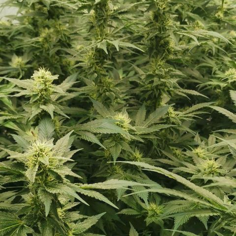 Green Poison growlog timeline photo