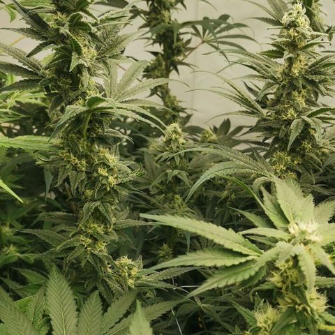 Green Poison growlog timeline photo