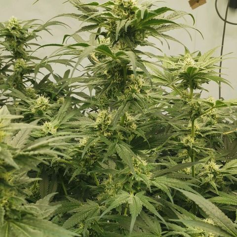 Green Poison growlog timeline photo