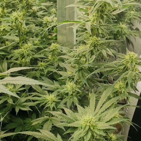 Green Poison growlog timeline photo