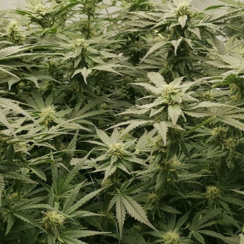 Green Poison growlog timeline photo