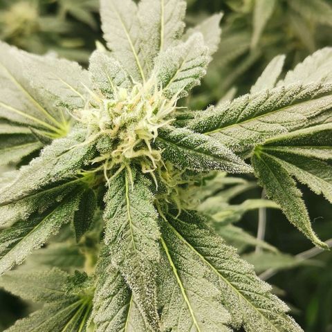 Green Poison growlog timeline photo
