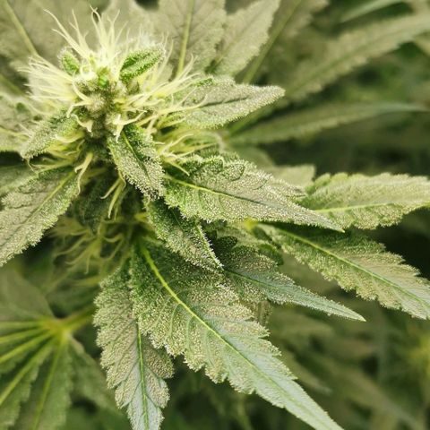 Green Poison growlog timeline photo
