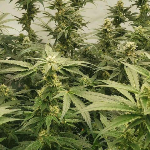 Green Poison growlog timeline photo