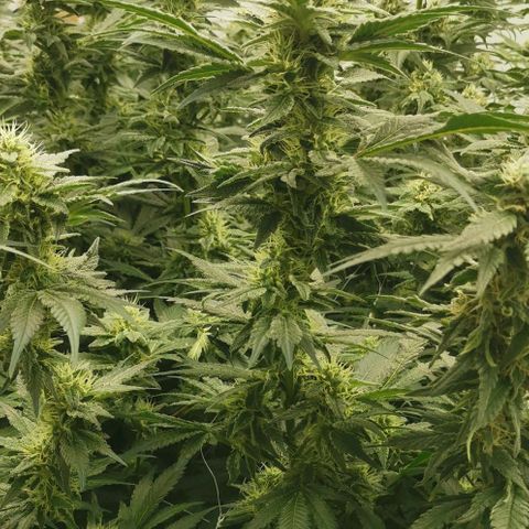 Green Poison growlog timeline photo