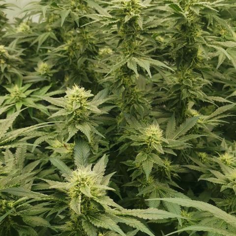 Green Poison growlog timeline photo