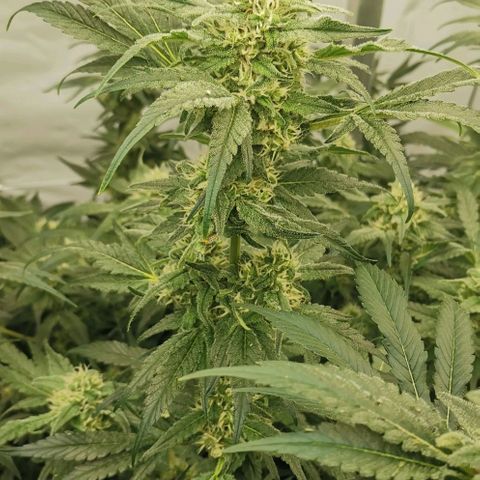 Green Poison growlog timeline photo