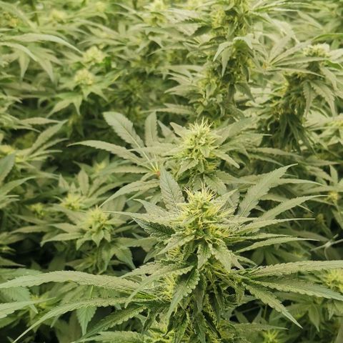 Green Poison growlog timeline photo