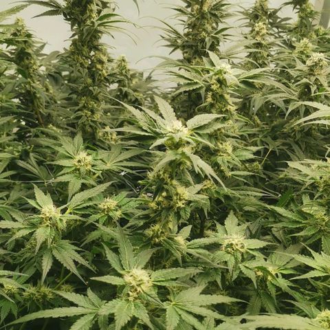 Green Poison growlog timeline photo