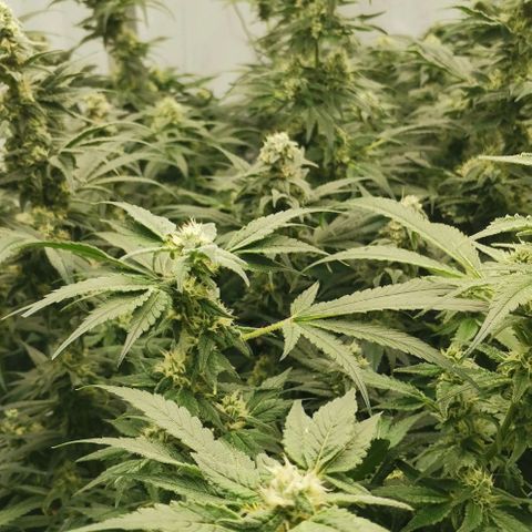 Green Poison growlog timeline photo