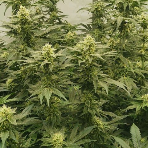 Green Poison growlog timeline photo