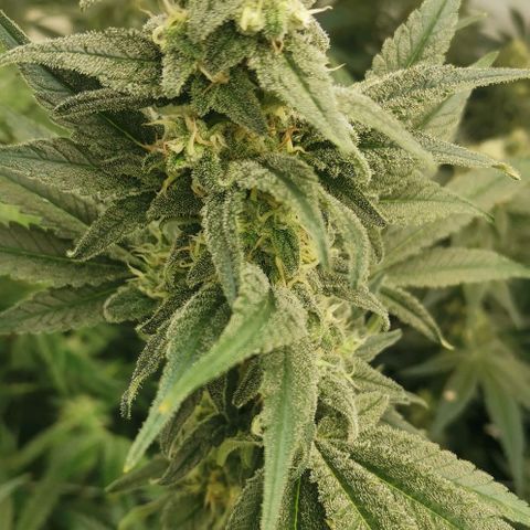 Green Poison growlog timeline photo