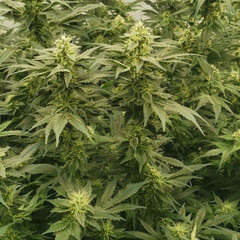 Green Poison growlog timeline photo