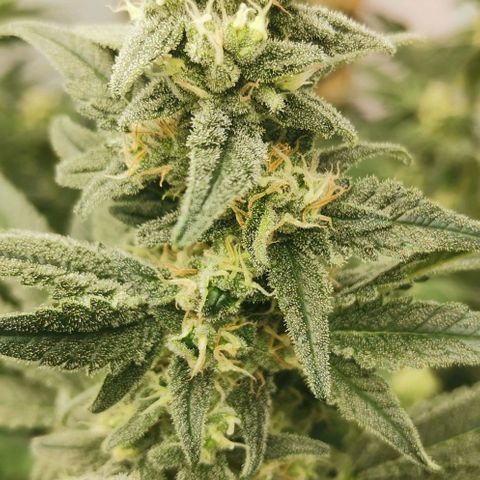 Green Poison growlog timeline photo