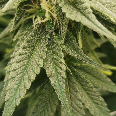 Green Poison growlog timeline photo