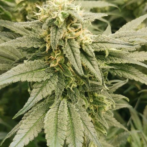 Green Poison growlog timeline photo