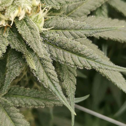 Green Poison growlog timeline photo