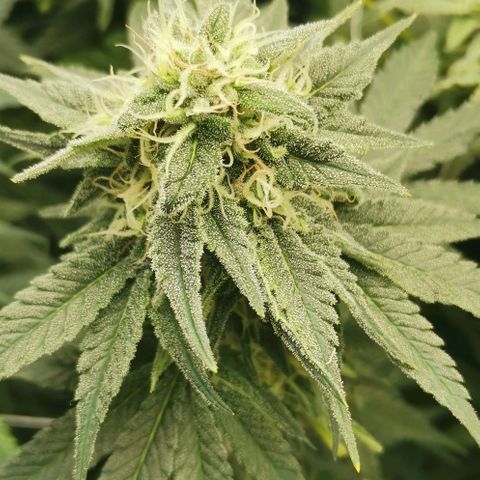 Green Poison growlog timeline photo