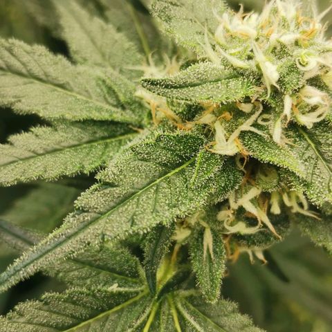 Green Poison growlog timeline photo