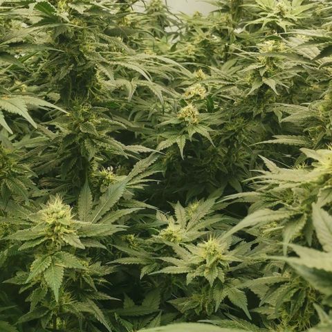 Green Poison growlog timeline photo