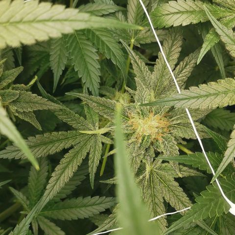 Green Poison growlog timeline photo