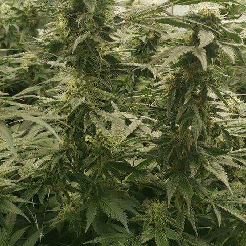 Green Poison growlog timeline photo