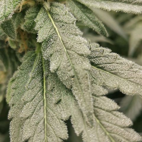 Green Poison growlog timeline photo