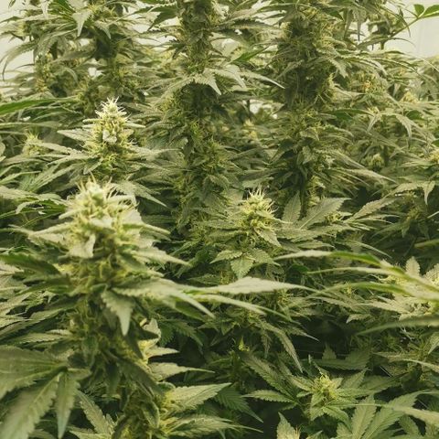 Green Poison growlog timeline photo