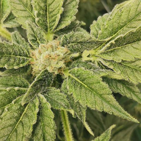 Green Poison growlog timeline photo