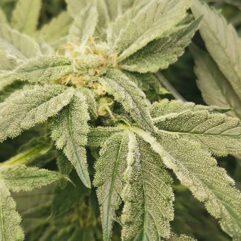 Green Poison growlog timeline photo