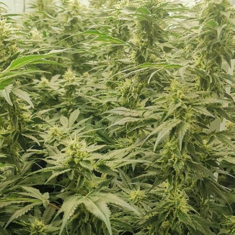 Green Poison growlog timeline photo