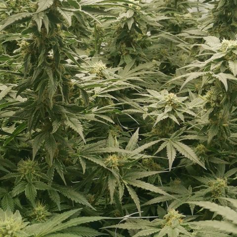 Green Poison growlog timeline photo