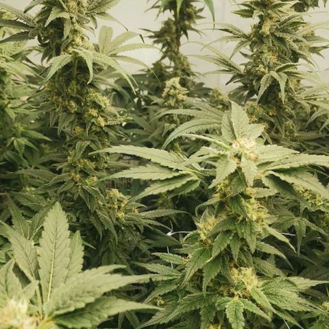 Green Poison growlog timeline photo