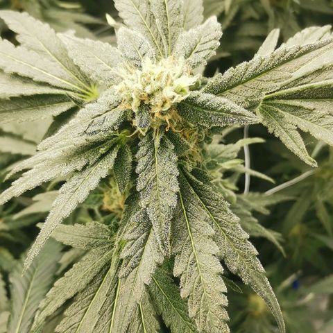 Green Poison growlog timeline photo
