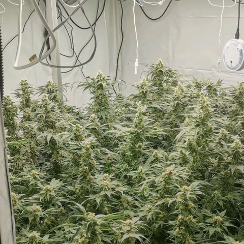 Green Poison growlog timeline photo