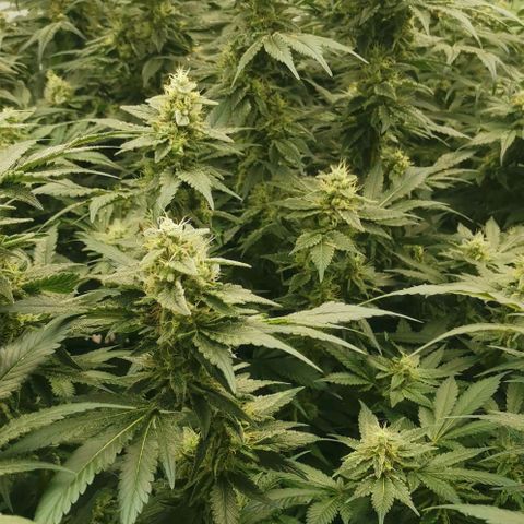 Green Poison growlog timeline photo
