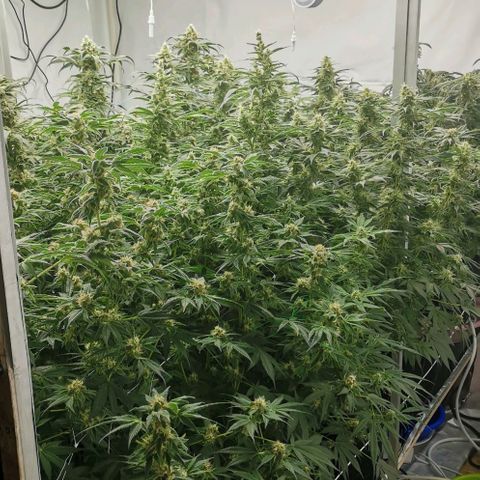 Green Poison growlog timeline photo