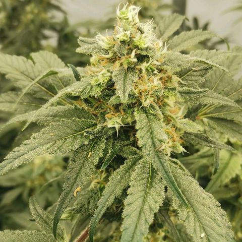 Green Poison growlog timeline photo