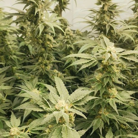 Green Poison growlog timeline photo