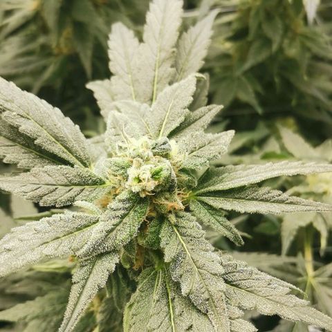 Green Poison growlog timeline photo