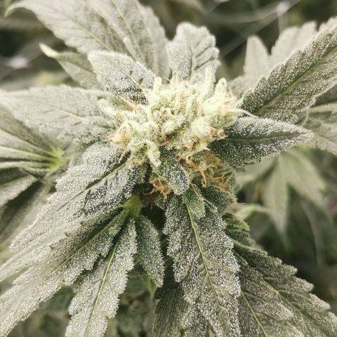 Green Poison growlog timeline photo