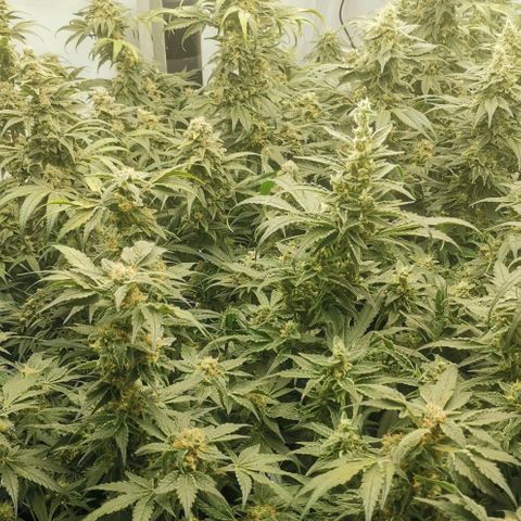 Green Poison growlog timeline photo