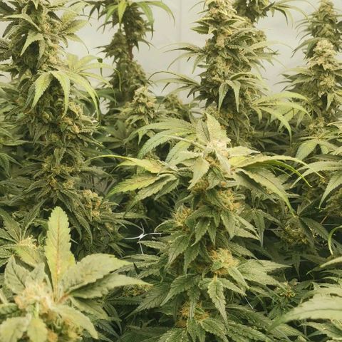 Green Poison growlog timeline photo