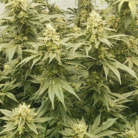 Green Poison growlog timeline photo