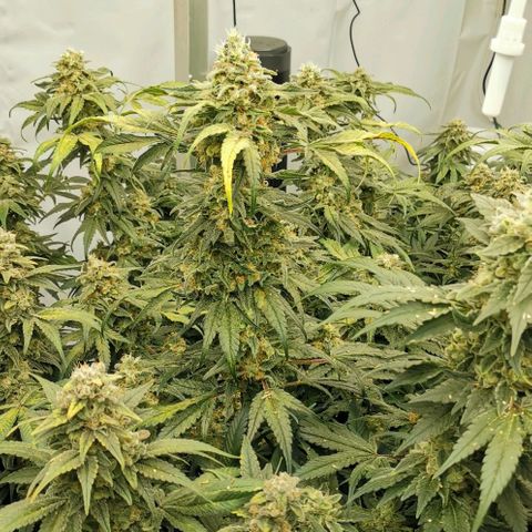 Green Poison growlog timeline photo