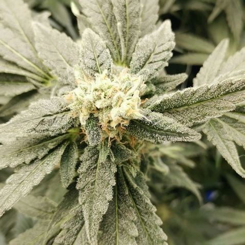 Green Poison growlog timeline photo