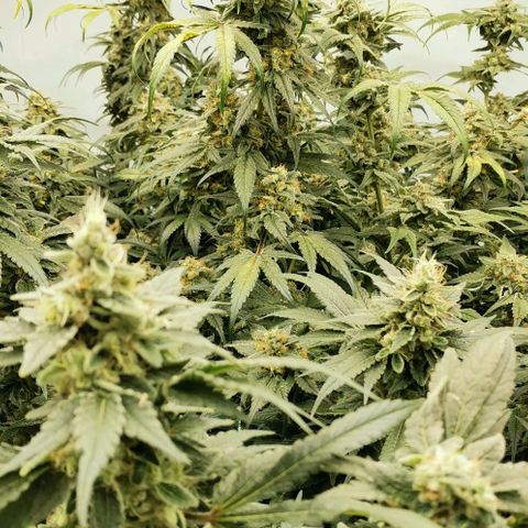Green Poison growlog timeline photo
